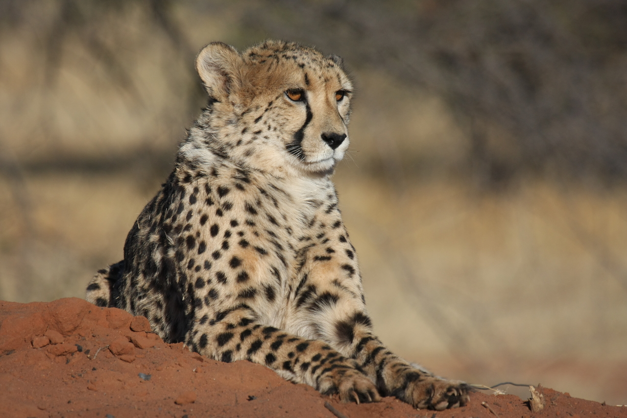 [6560] 2016_06_23_10_54_47_Africa_Canon_EOS_40D_IMG__00435.jpg