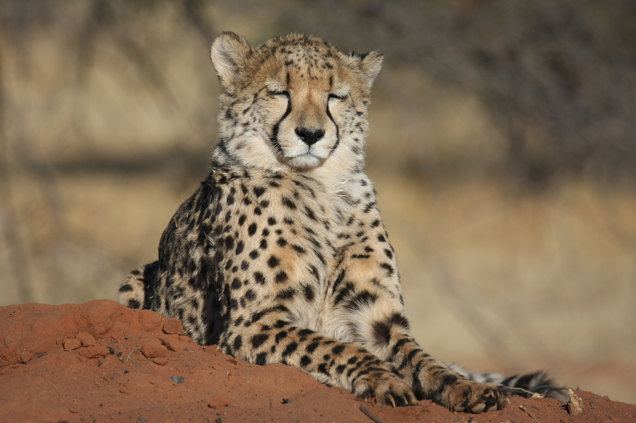 [6561] 2016_06_23_10_54_47_Africa_Canon_EOS_40D_IMG__01267.jpg