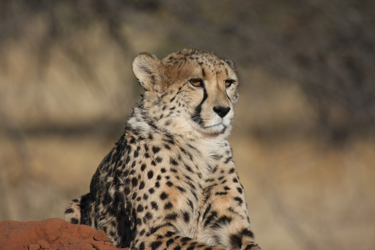 [6579] 2016_06_23_10_54_52_Africa_Canon_EOS_40D_IMG__08719.jpg