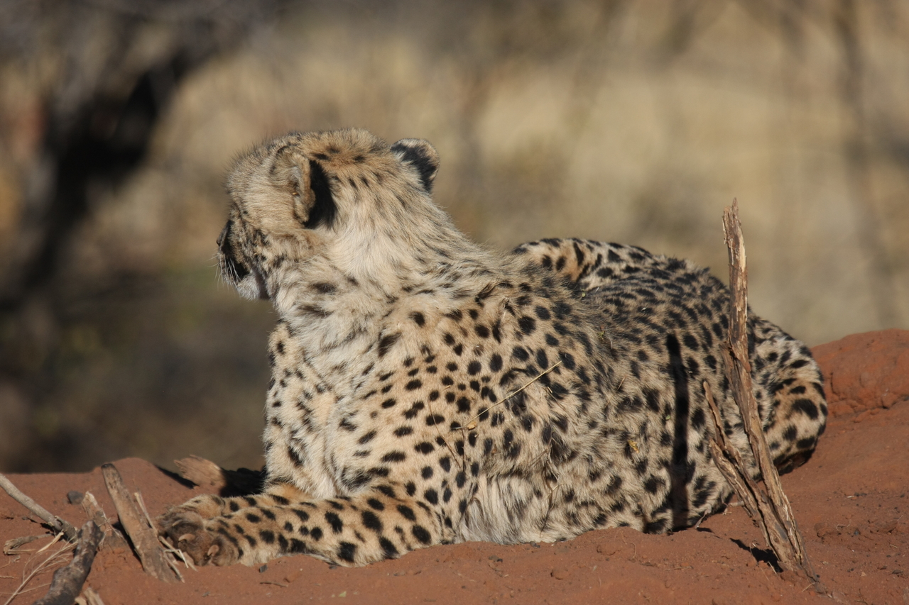[6582] 2016_06_23_10_54_59_Africa_Canon_EOS_40D_IMG__01273.jpg