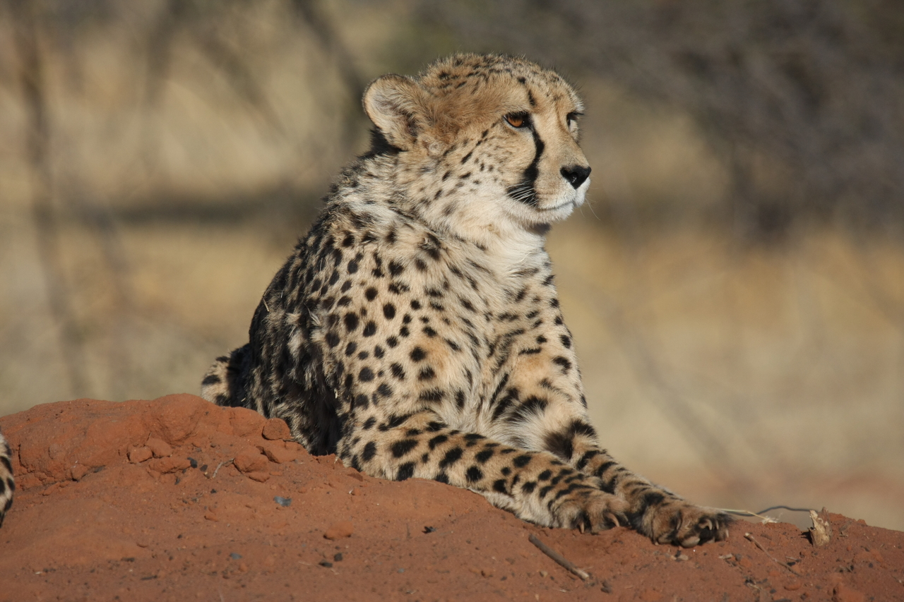 [6601] 2016_06_23_10_55_31_Africa_Canon_EOS_40D_IMG__08723.jpg