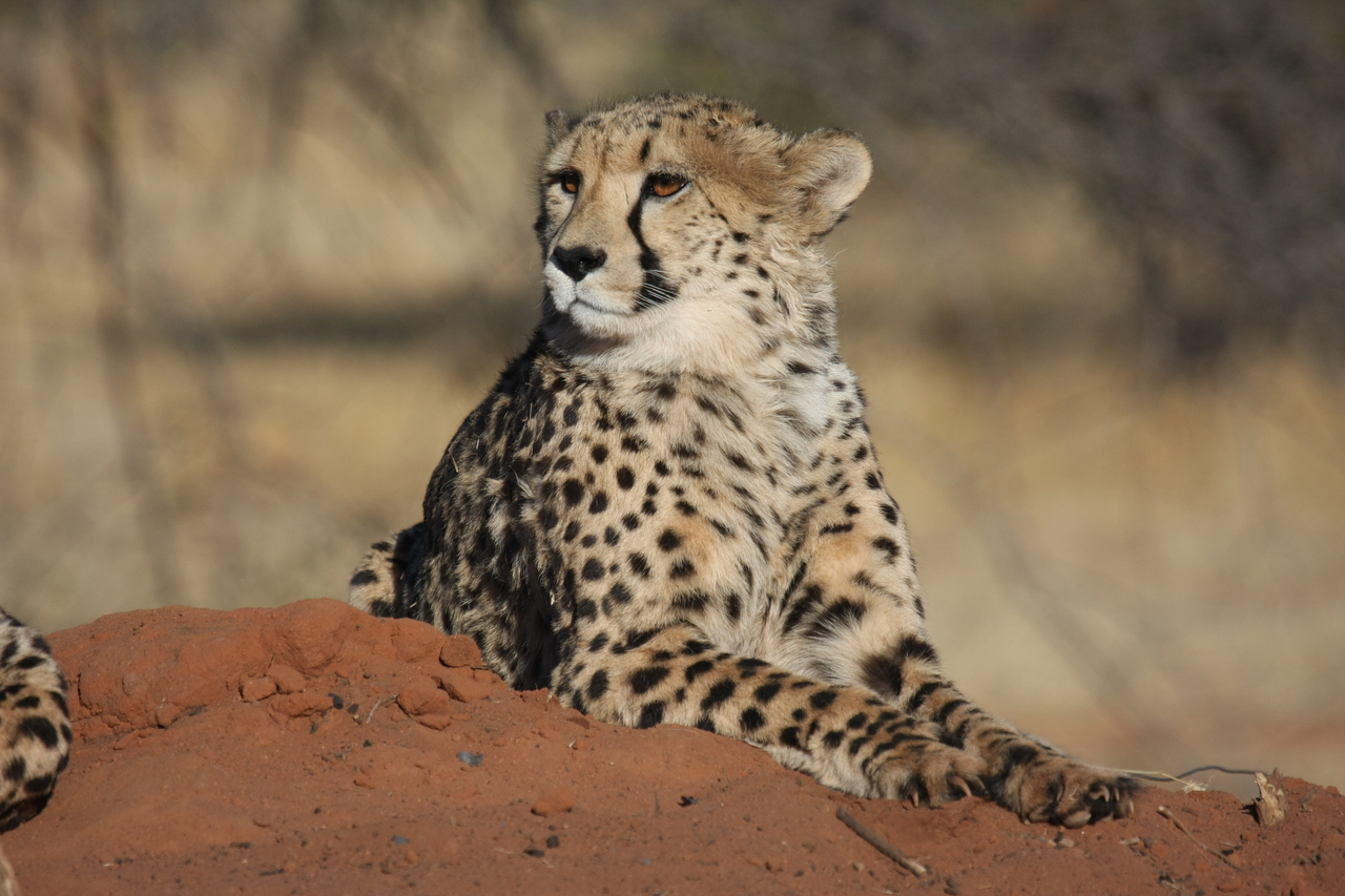 [6605] 2016_06_23_10_55_33_Africa_Canon_EOS_40D_IMG__01278.jpg