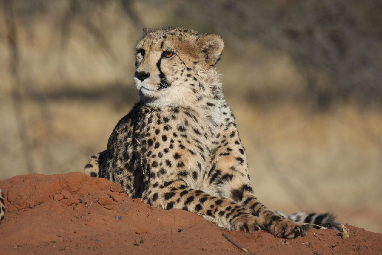 [6630] 2016_06_23_10_55_53_Africa_Canon_EOS_40D_IMG__00451.jpg