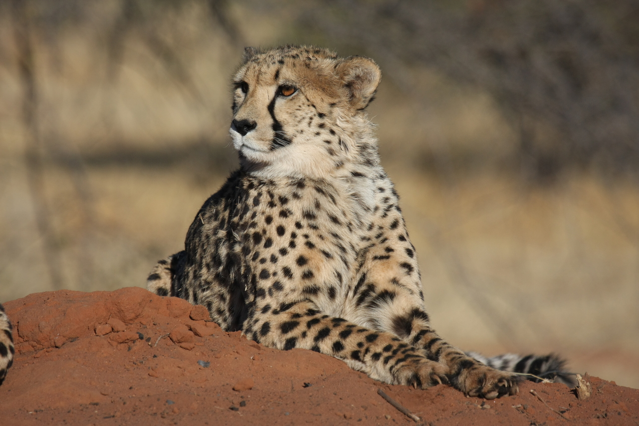 [6631] 2016_06_23_10_55_53_Africa_Canon_EOS_40D_IMG__01284.jpg