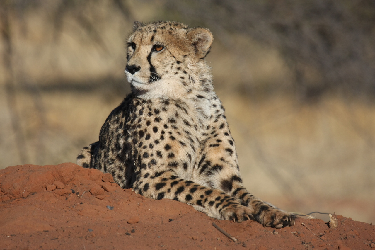 [6646] 2016_06_23_10_56_00_Africa_Canon_EOS_40D_IMG__01287.jpg