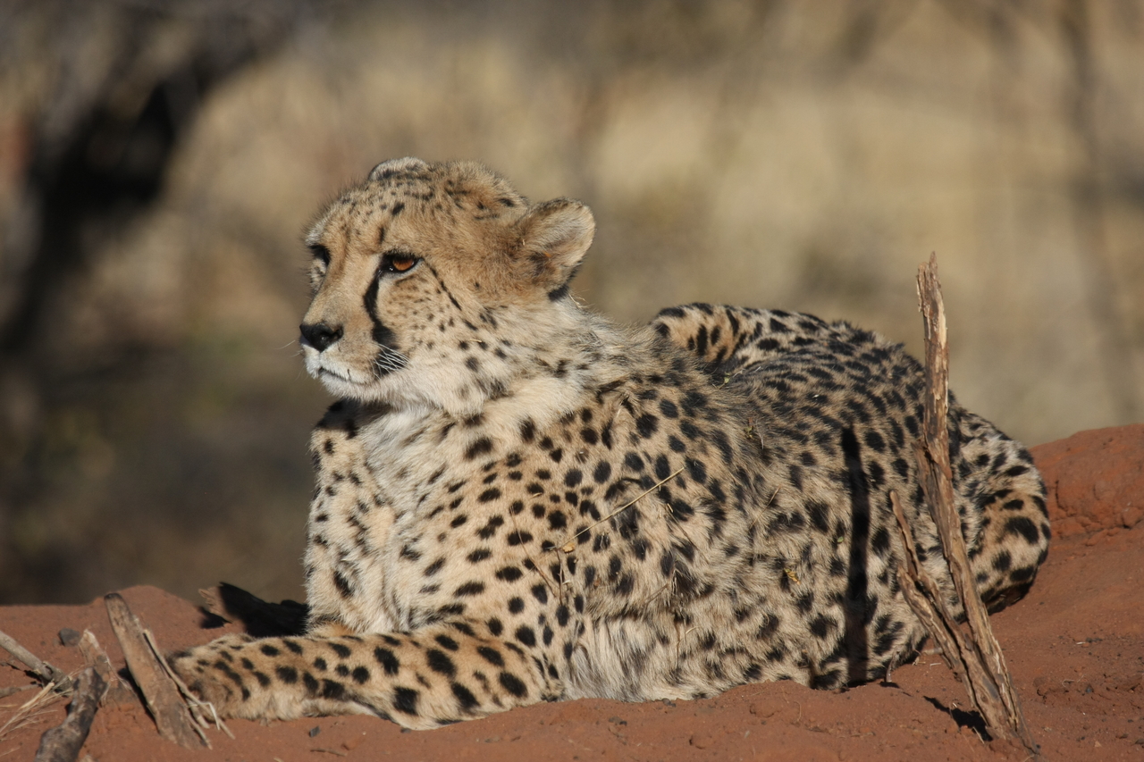 [6651] 2016_06_23_10_56_10_Africa_Canon_EOS_40D_IMG__00456.jpg