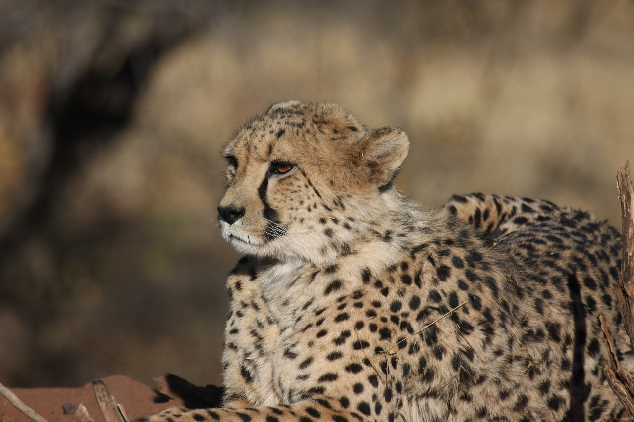 [6660] 2016_06_23_10_56_15_Africa_Canon_EOS_40D_IMG__01291.jpg