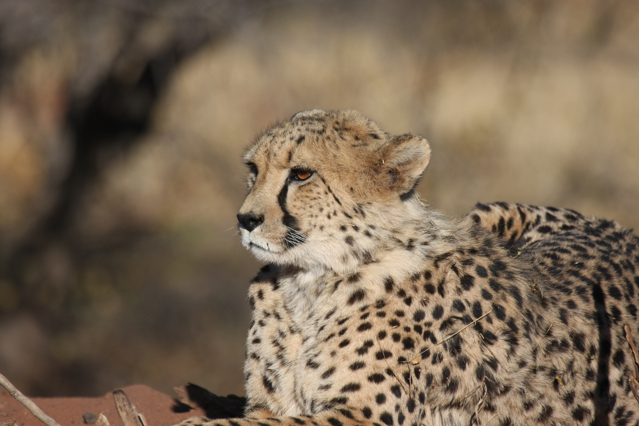 [6665] 2016_06_23_10_56_17_Africa_Canon_EOS_40D_IMG__00460.jpg