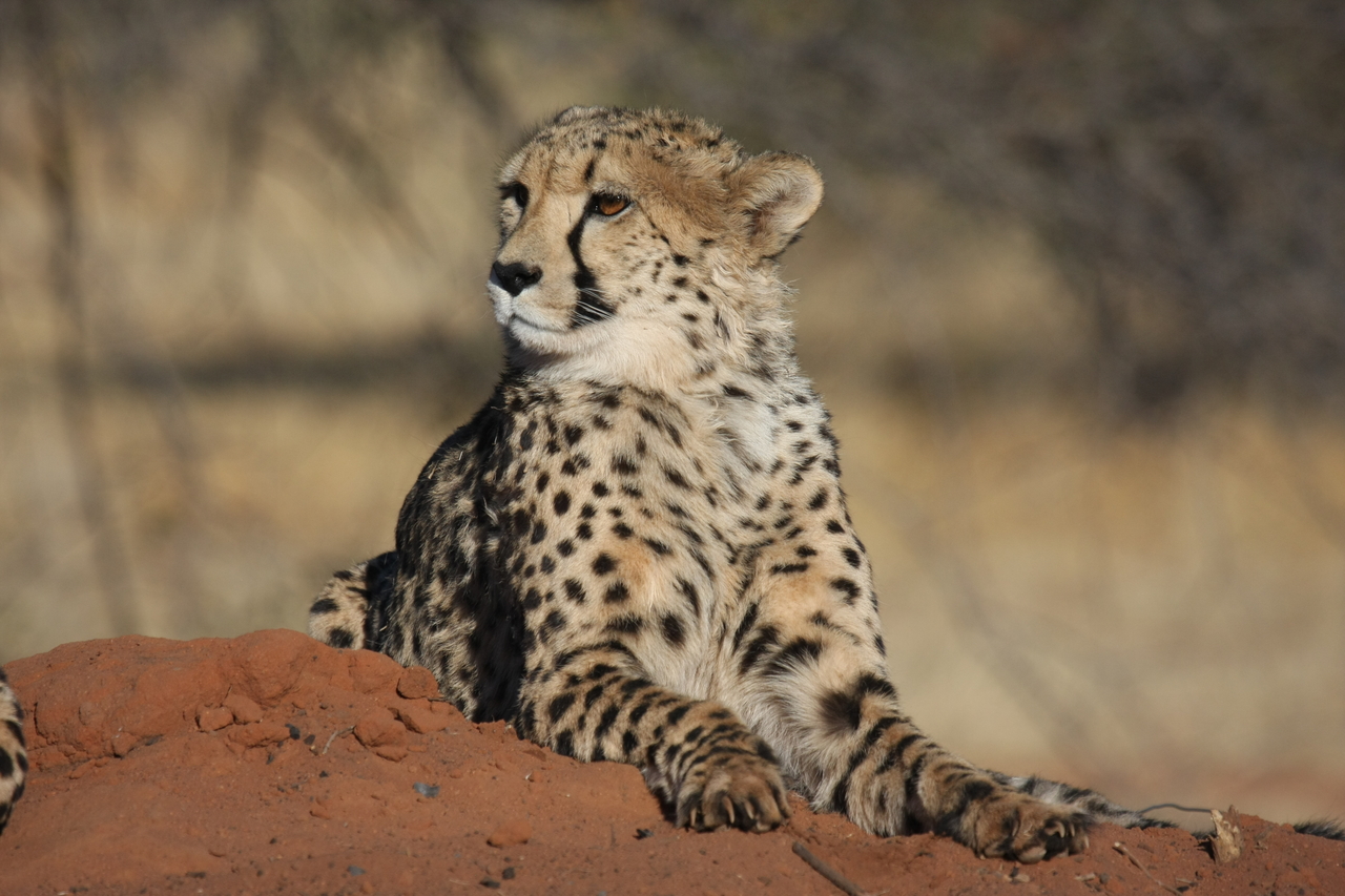 [6683] 2016_06_23_10_57_04_Africa_Canon_EOS_40D_IMG__00466.jpg
