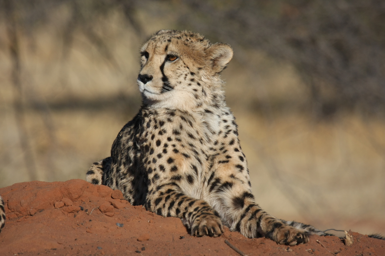 [6684] 2016_06_23_10_57_04_Africa_Canon_EOS_40D_IMG__01299.jpg