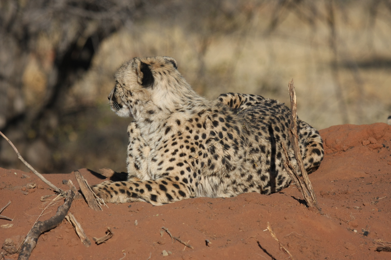 [6689] 2016_06_23_10_57_11_Africa_Canon_EOS_40D_IMG__00468.jpg
