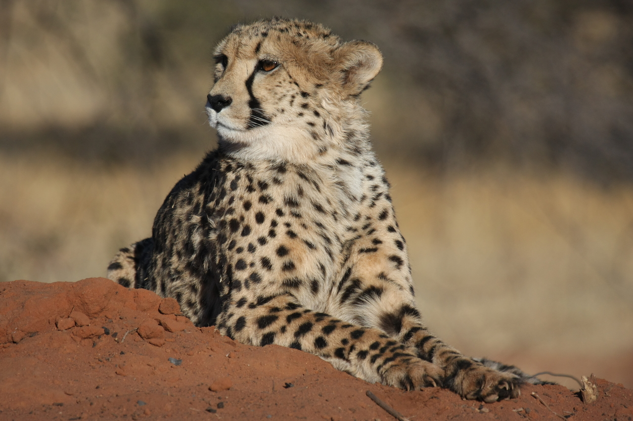 [6712] 2016_06_23_10_58_14_Africa_Canon_EOS_40D_IMG__08754.jpg