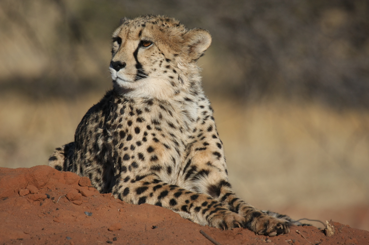 [6727] 2016_06_23_10_58_29_Africa_Canon_EOS_40D_IMG__08759.jpg