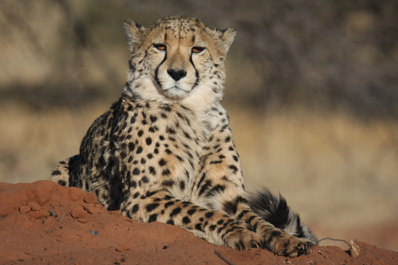 [6728] 2016_06_23_10_58_31_Africa_Canon_EOS_40D_IMG__00479.jpg