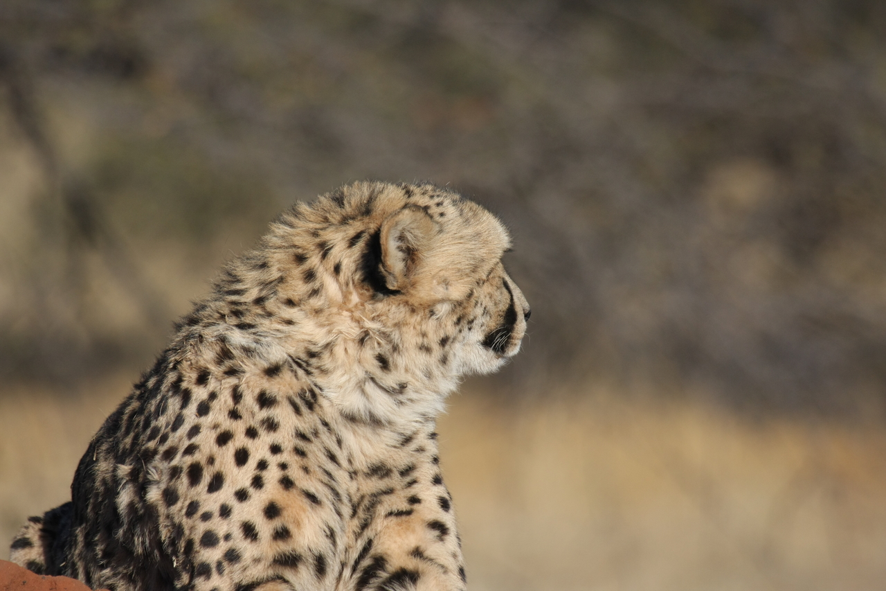 [6734] 2016_06_23_10_58_40_Africa_Canon_EOS_40D_IMG__00481.jpg