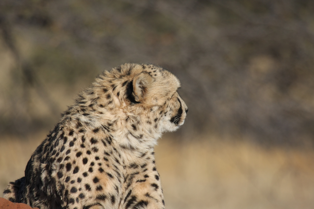 [6735] 2016_06_23_10_58_40_Africa_Canon_EOS_40D_IMG__00482.jpg