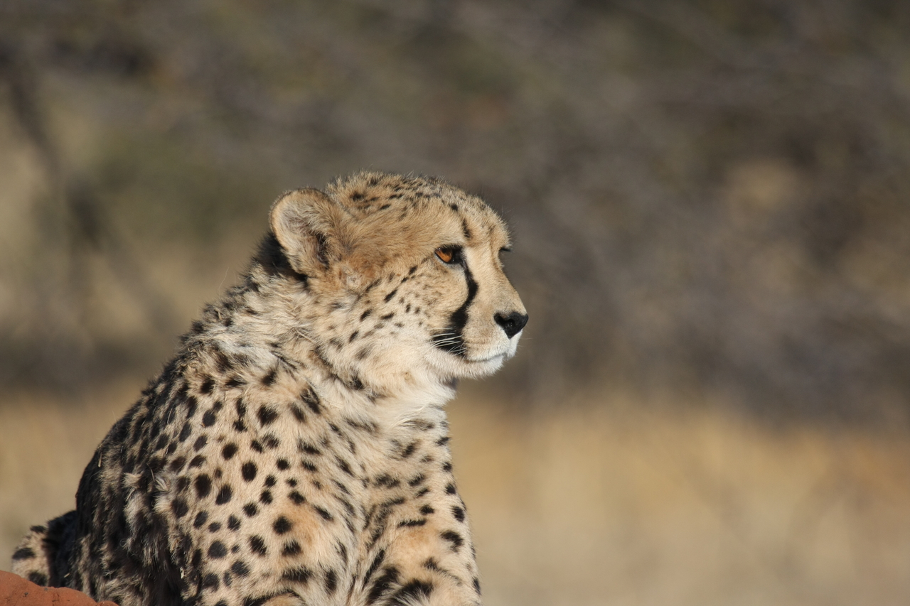 [6739] 2016_06_23_10_58_40_Africa_Canon_EOS_40D_IMG__01317.jpg