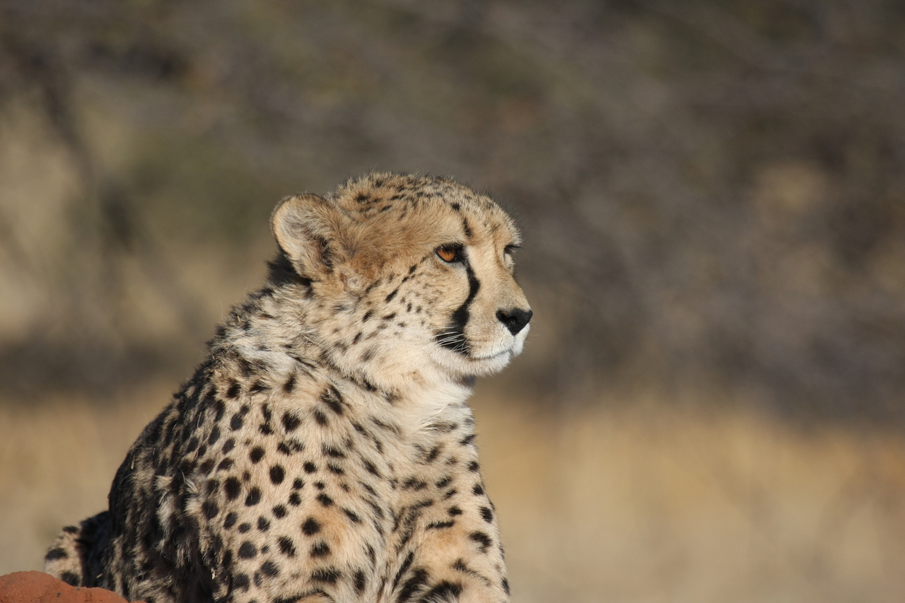 [6744] 2016_06_23_10_58_41_Africa_Canon_EOS_40D_IMG__00485.jpg