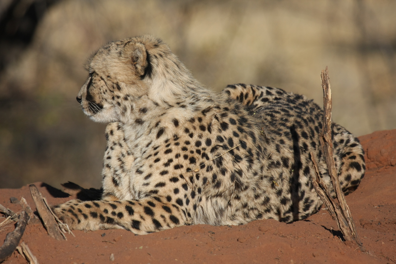 [6771] 2016_06_23_10_59_36_Africa_Canon_EOS_40D_IMG__01327.jpg