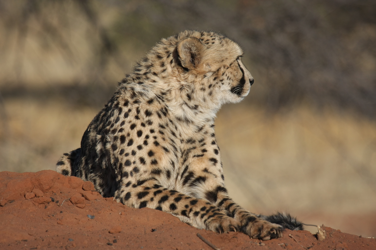[6784] 2016_06_23_10_59_54_Africa_Canon_EOS_40D_IMG__00497.jpg