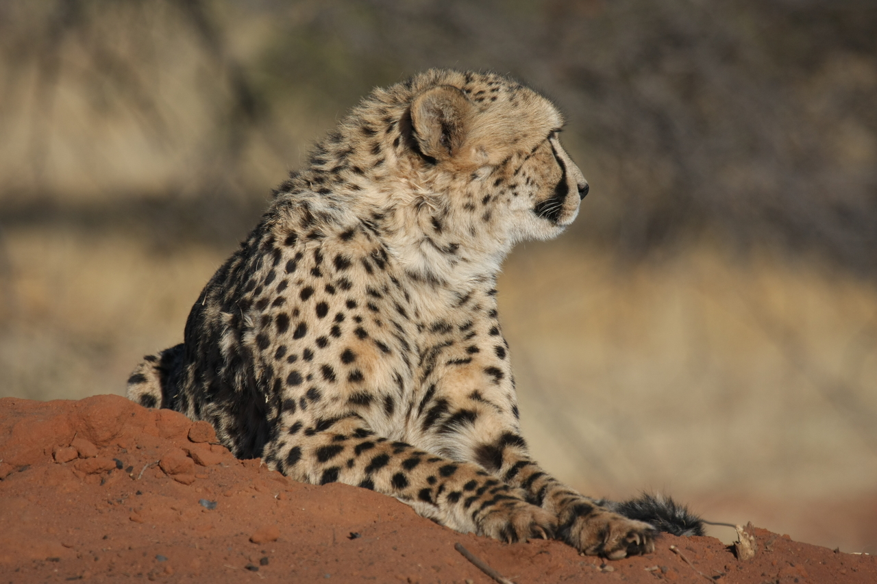 [6790] 2016_06_23_10_59_58_Africa_Canon_EOS_40D_IMG__00499.jpg