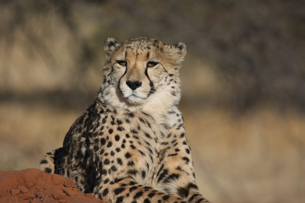 [6800] 2016_06_23_11_00_14_Africa_Canon_EOS_40D_IMG__00503.jpg