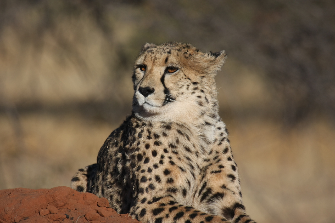 [6808] 2016_06_23_11_00_15_Africa_Canon_EOS_40D_IMG__00505.jpg