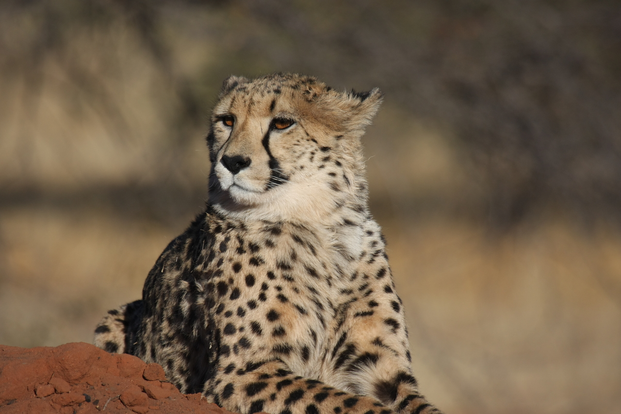 [6811] 2016_06_23_11_00_15_Africa_Canon_EOS_40D_IMG__08785.jpg