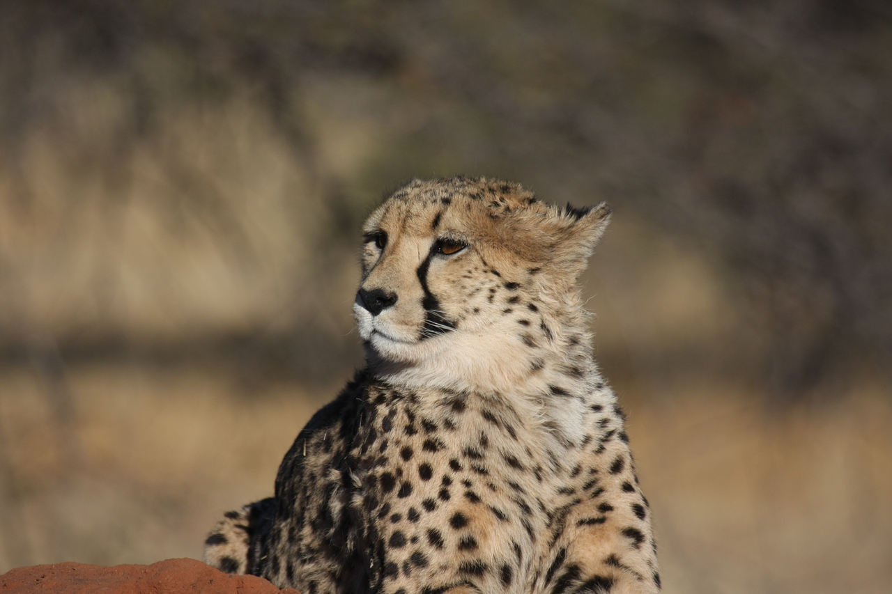 [6820] 2016_06_23_11_00_23_Africa_Canon_EOS_40D_IMG__00509.jpg