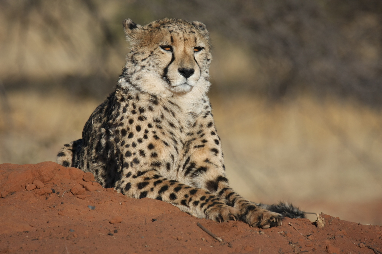 [6851] 2016_06_23_11_00_54_Africa_Canon_EOS_40D_IMG__01349.jpg