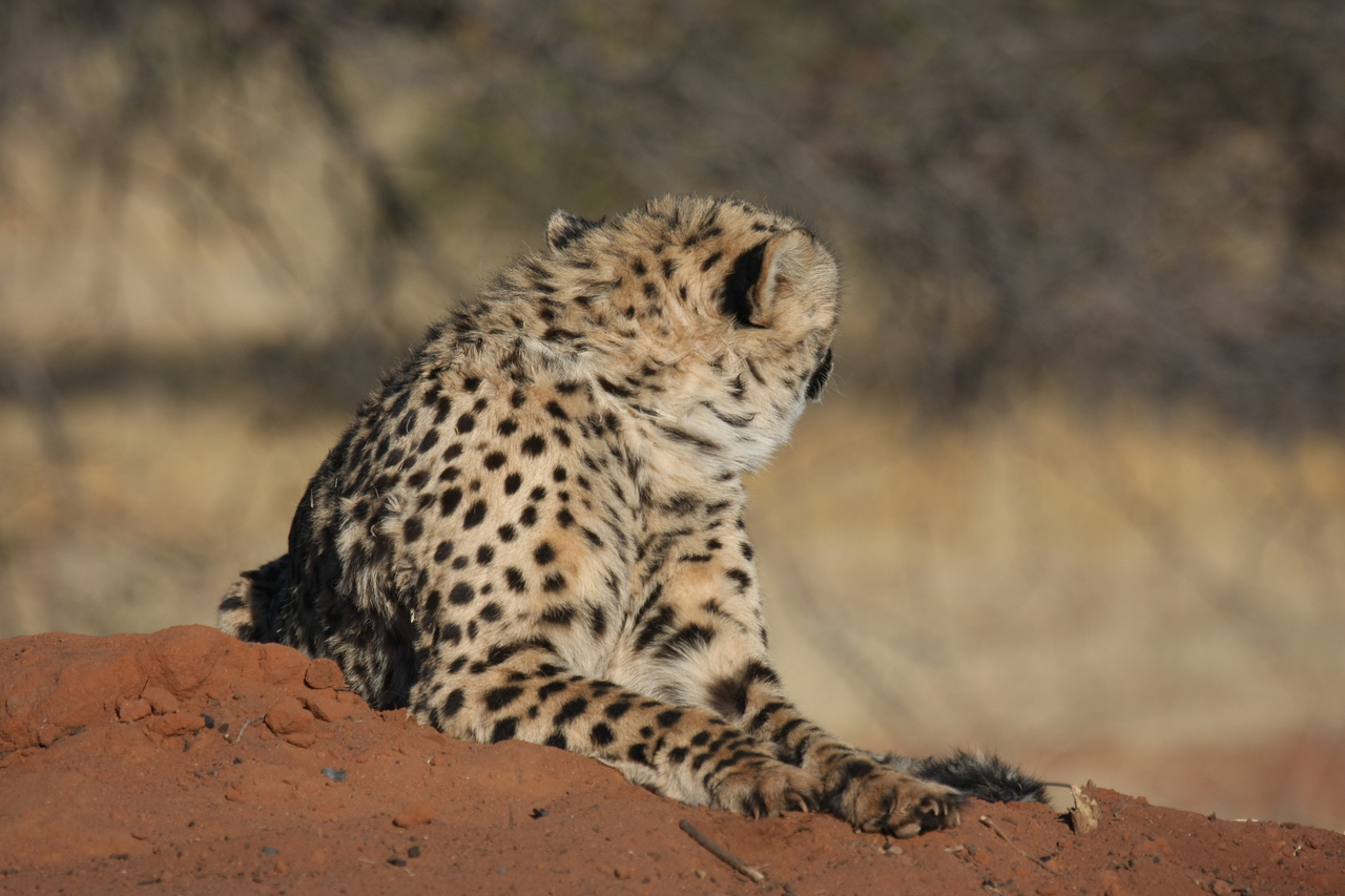 [6863] 2016_06_23_11_01_17_Africa_Canon_EOS_40D_IMG__01352.jpg