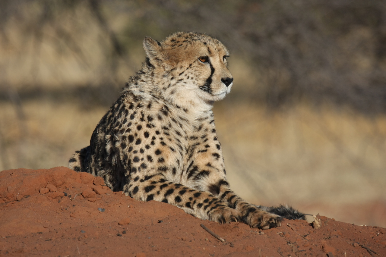 [6871] 2016_06_23_11_01_33_Africa_Canon_EOS_40D_IMG__01355.jpg