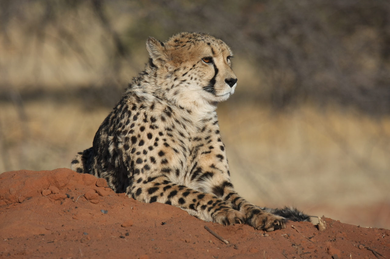[6872] 2016_06_23_11_01_33_Africa_Canon_EOS_40D_IMG__01356.jpg