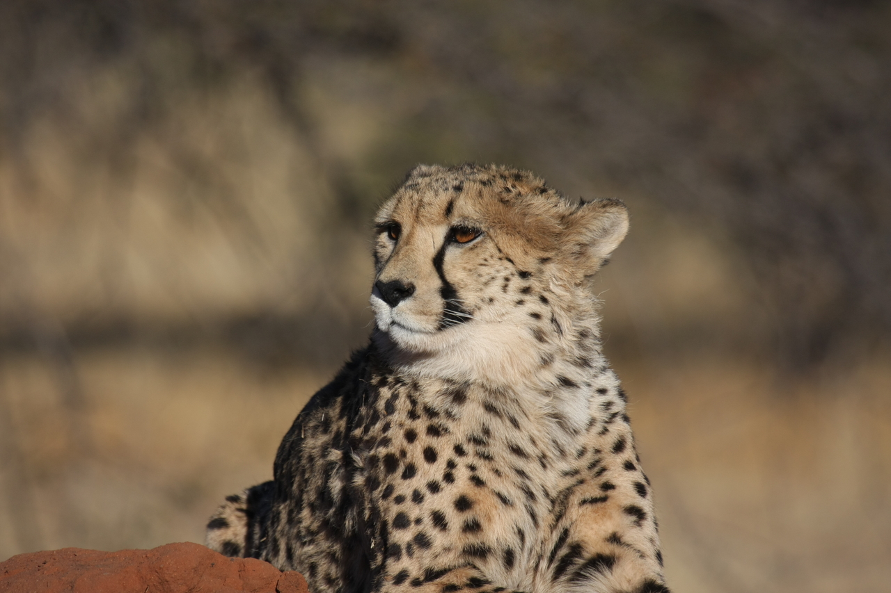 [6884] 2016_06_23_11_01_40_Africa_Canon_EOS_40D_IMG__08806.jpg