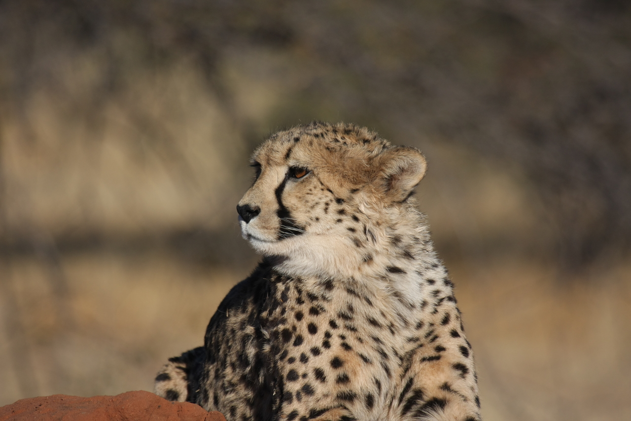 [6886] 2016_06_23_11_01_43_Africa_Canon_EOS_40D_IMG__00527.jpg