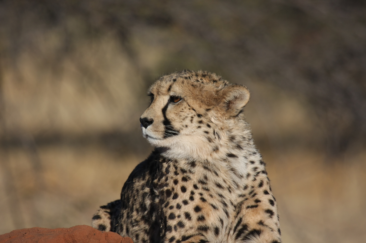 [6887] 2016_06_23_11_01_43_Africa_Canon_EOS_40D_IMG__00528.jpg