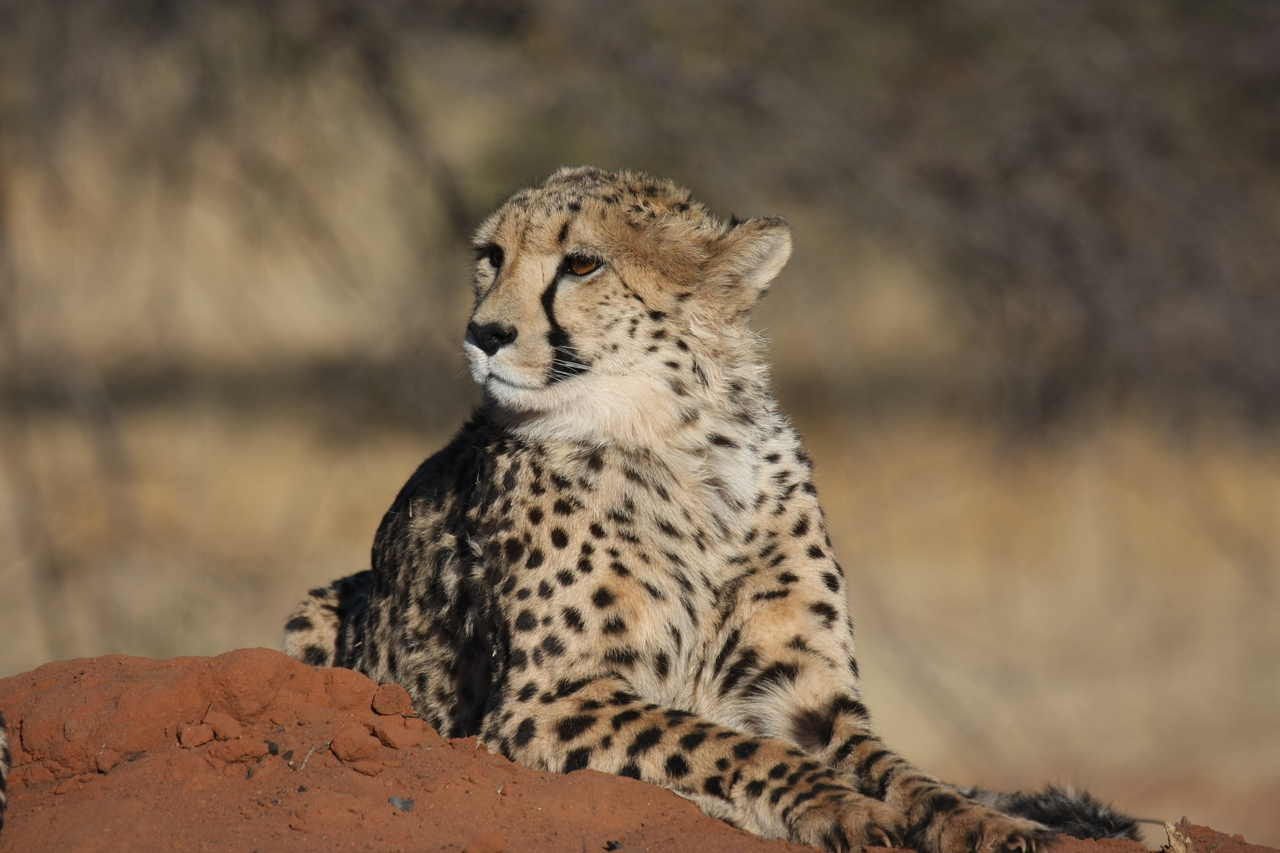[6897] 2016_06_23_11_01_56_Africa_Canon_EOS_40D_IMG__01364.jpg