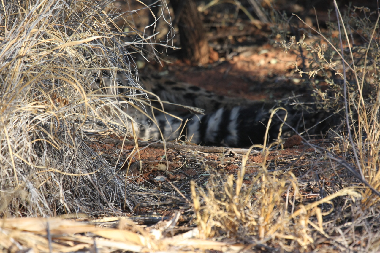 [6908] 2016_06_23_11_02_42_Africa_Canon_EOS_40D_IMG__08814.jpg