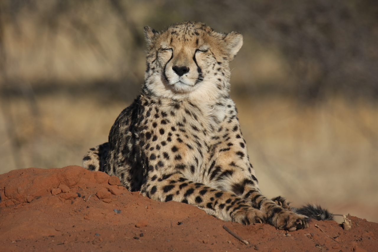 [6914] 2016_06_23_11_03_07_Africa_Canon_EOS_40D_IMG__01370.jpg