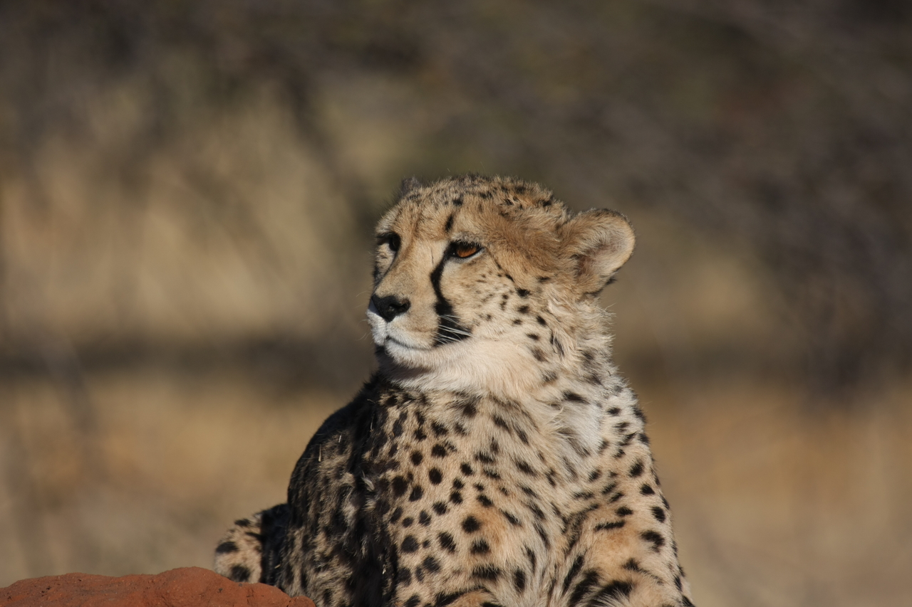 [6925] 2016_06_23_11_03_20_Africa_Canon_EOS_40D_IMG__01373.jpg
