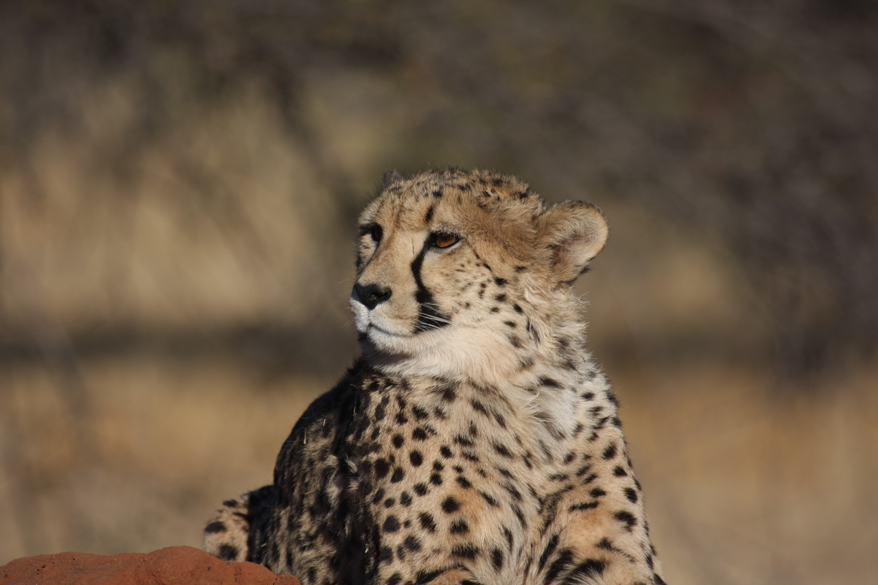 [6927] 2016_06_23_11_03_20_Africa_Canon_EOS_40D_IMG__08819.jpg