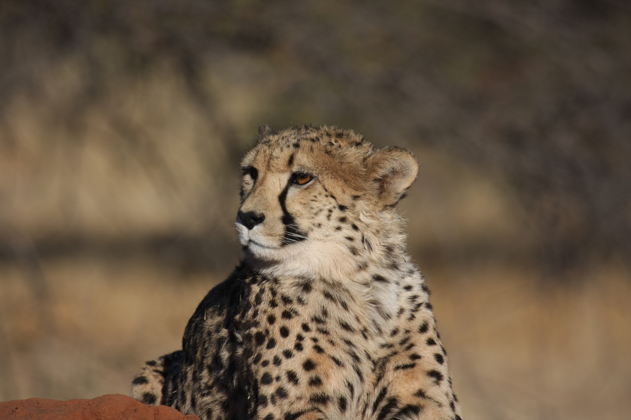 [6932] 2016_06_23_11_03_35_Africa_Canon_EOS_40D_IMG__01375.jpg