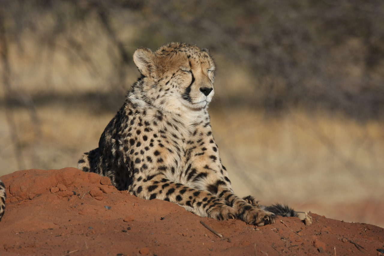 [6947] 2016_06_23_11_04_21_Africa_Canon_EOS_40D_IMG__08827.jpg