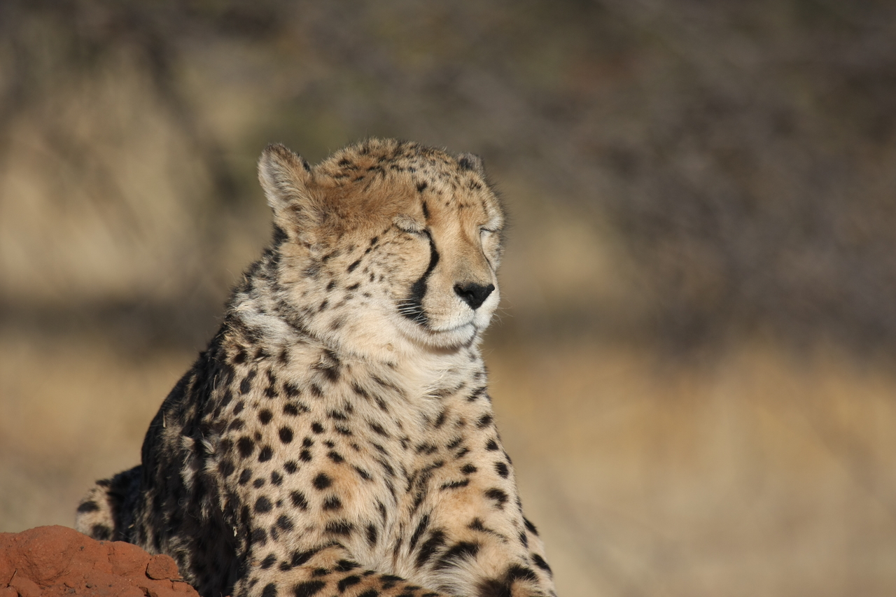 [6962] 2016_06_23_11_04_28_Africa_Canon_EOS_40D_IMG__01386.jpg