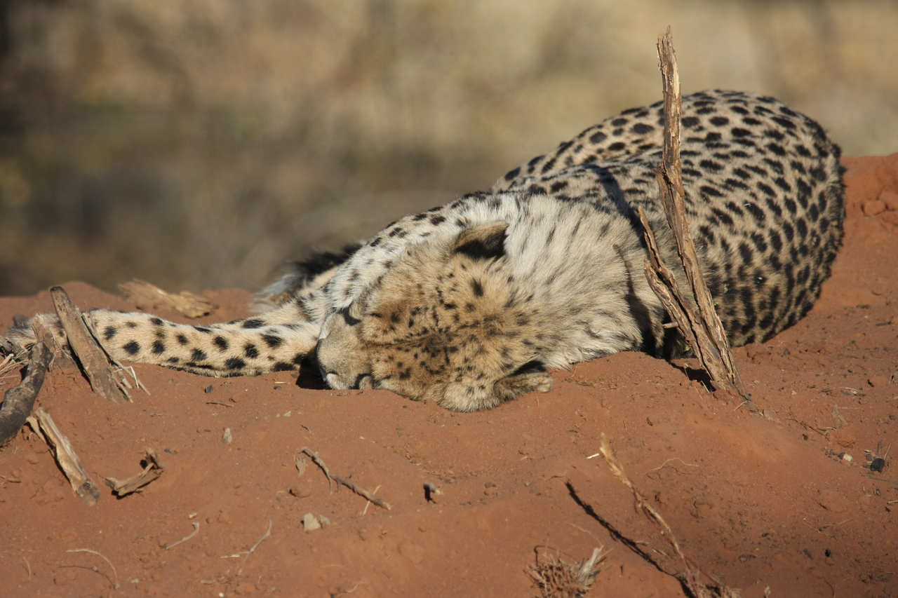 [6972] 2016_06_23_11_04_43_Africa_Canon_EOS_40D_IMG__00555.jpg