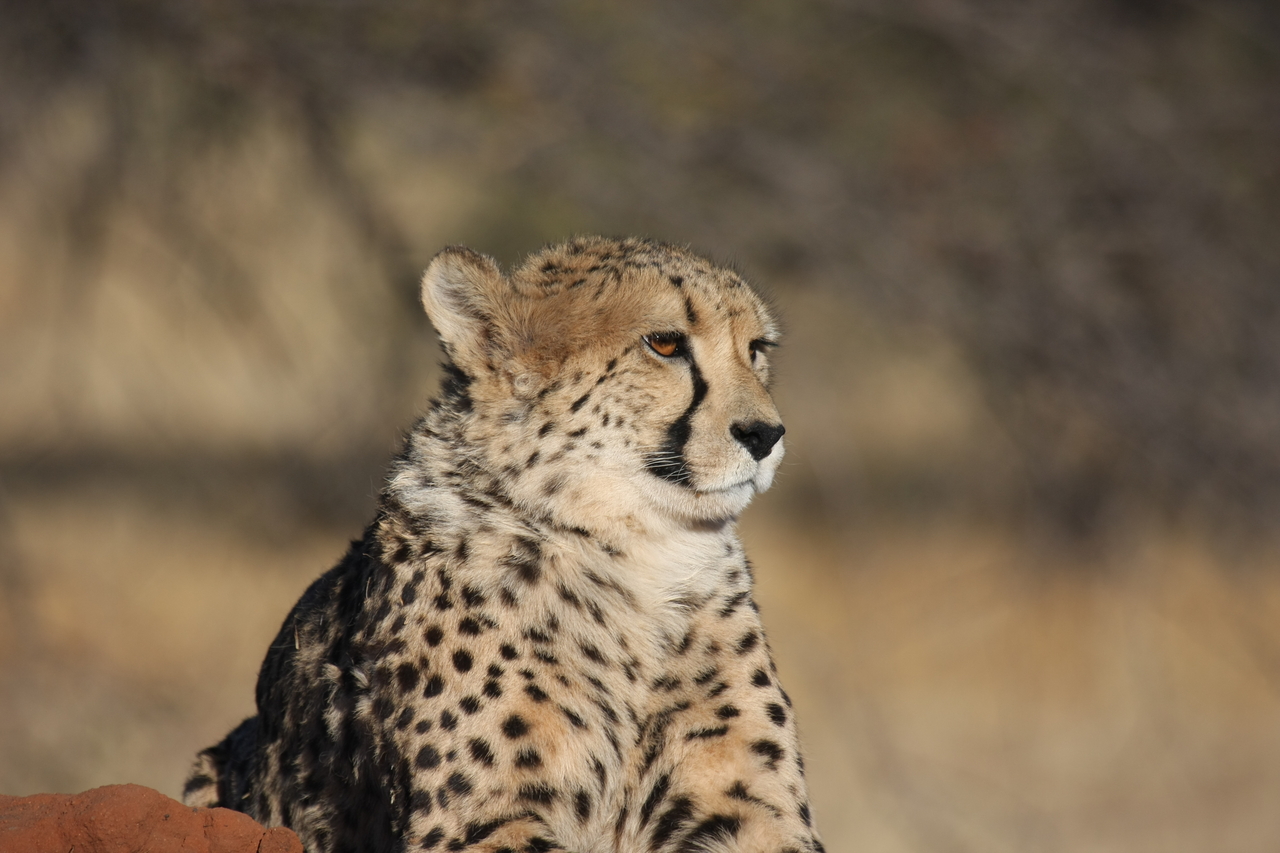 [6983] 2016_06_23_11_07_52_Africa_Canon_EOS_40D_IMG__00556.jpg