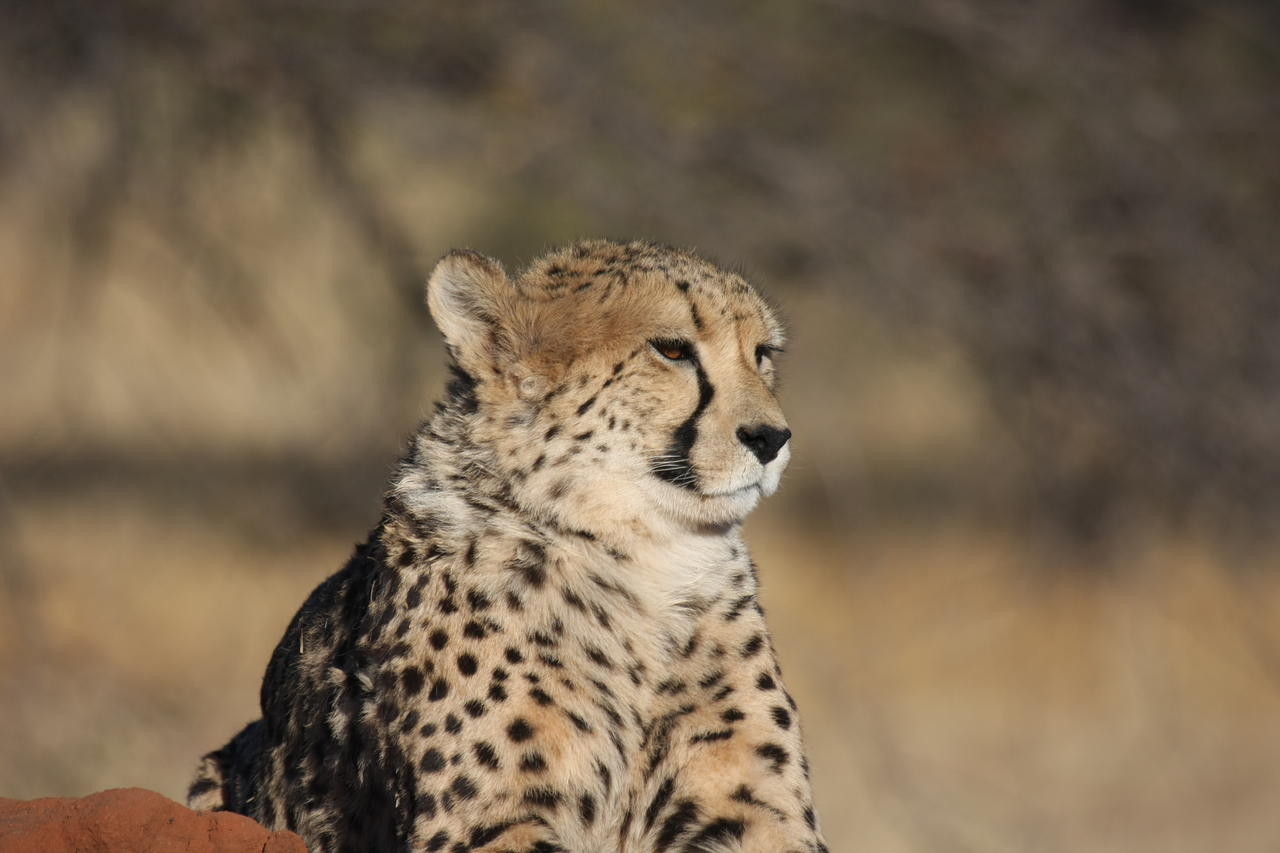 [6986] 2016_06_23_11_07_52_Africa_Canon_EOS_40D_IMG__01391.jpg