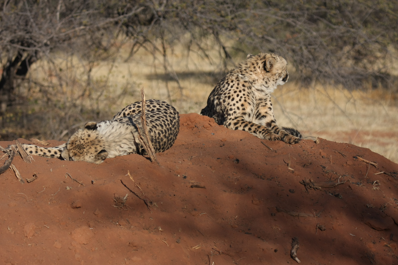[6997] 2016_06_23_11_08_12_Africa_Canon_EOS_40D_IMG__01393.jpg