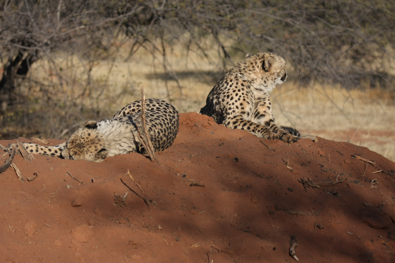 [6999] 2016_06_23_11_08_12_Africa_Canon_EOS_40D_IMG__08839.jpg