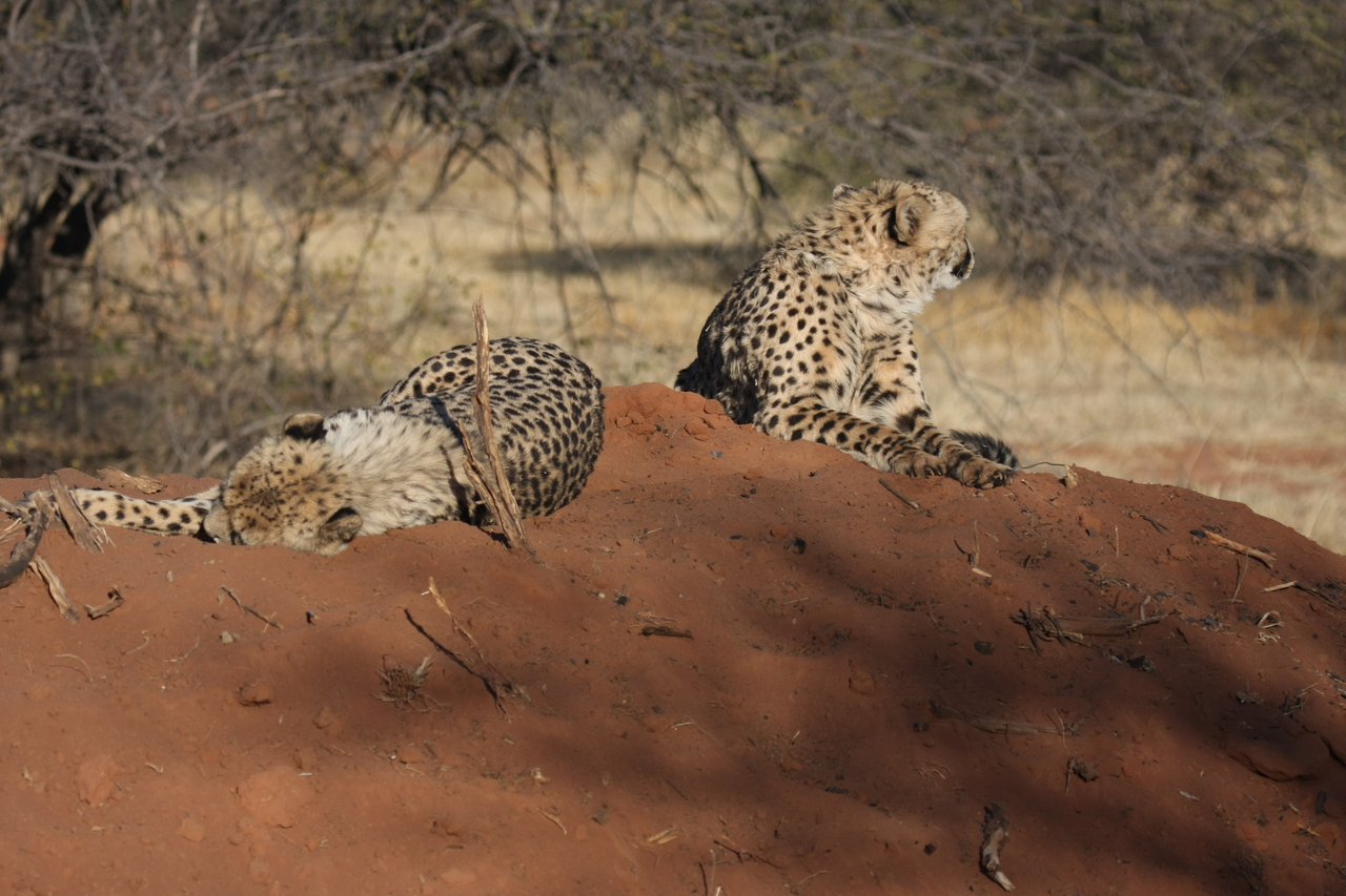 [7004] 2016_06_23_11_08_13_Africa_Canon_EOS_40D_IMG__08842.jpg